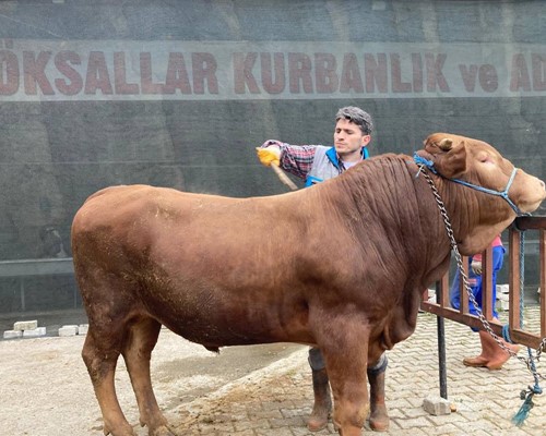 LİMUZİNİN GÖZ KAPAKLARI ETTEN KAPANIYOR..